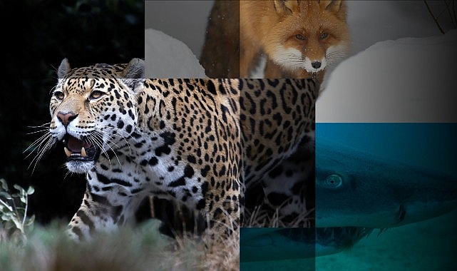 &apos;Muhteşem Yırtıcılar Özel' 27 Nisan Cumartesi Günü 20.00'de National Geographic WILD Ekranlarında!
