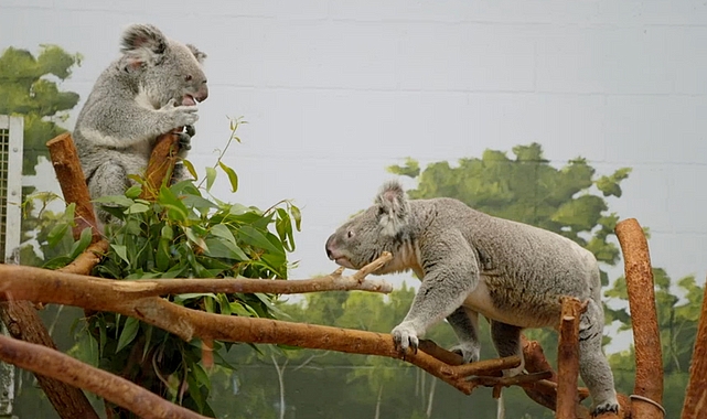 &apos;Tampa'nın Sırları: Sevgililer Özel' 15 Mayıs Çarşamba Günü 20.00'de National Geographic WILD Ekranlarında!