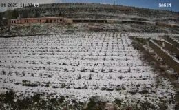 Tarımda Don Felaketi Aronyayı Etkilemedi